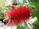 lemon bottlebrush, crimson bottlebrush,بطری شور,کالیسمان
